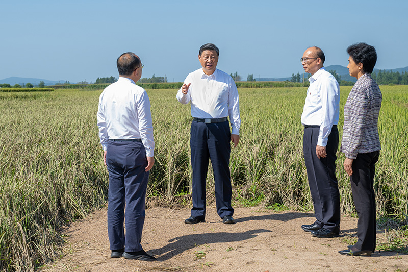 9月6日至8日，，，，，，中共中央总书记、国家主席、中央军委主席习近平在黑龙江考察。。。。。。这是7日上午，，，，，，习近平在遭受洪涝灾难的哈尔滨尚志市老街基乡龙王庙村，，，，，，观察水稻受灾情形。。。。。。