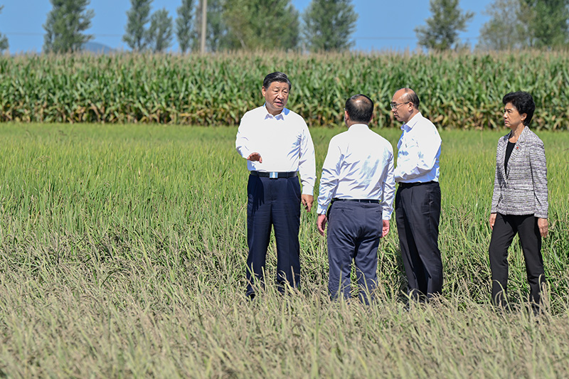9月6日至8日，，，，，，中共中央总书记、国家主席、中央军委主席习近平在黑龙江考察。。。。。。这是7日上午，，，，，，习近平在遭受洪涝灾难的哈尔滨尚志市老街基乡龙王庙村，，，，，，观察水稻受灾情形。。。。。。